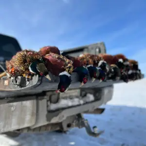 Pheasants lined out on the truck bed